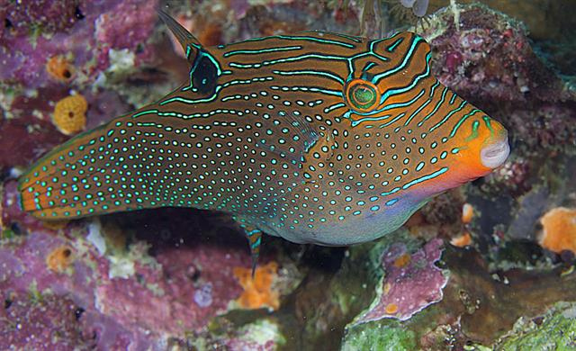  Canthigaster papua (Papua Toby)